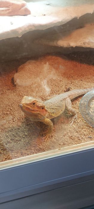 Agama kompletne terarium