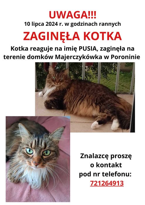 Zaginęła kotka Murzasichle Poronin