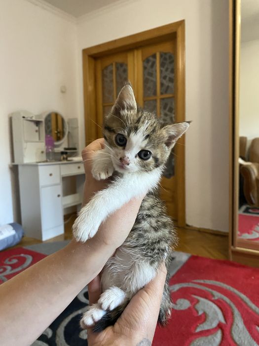 Котики безкоштовно!
