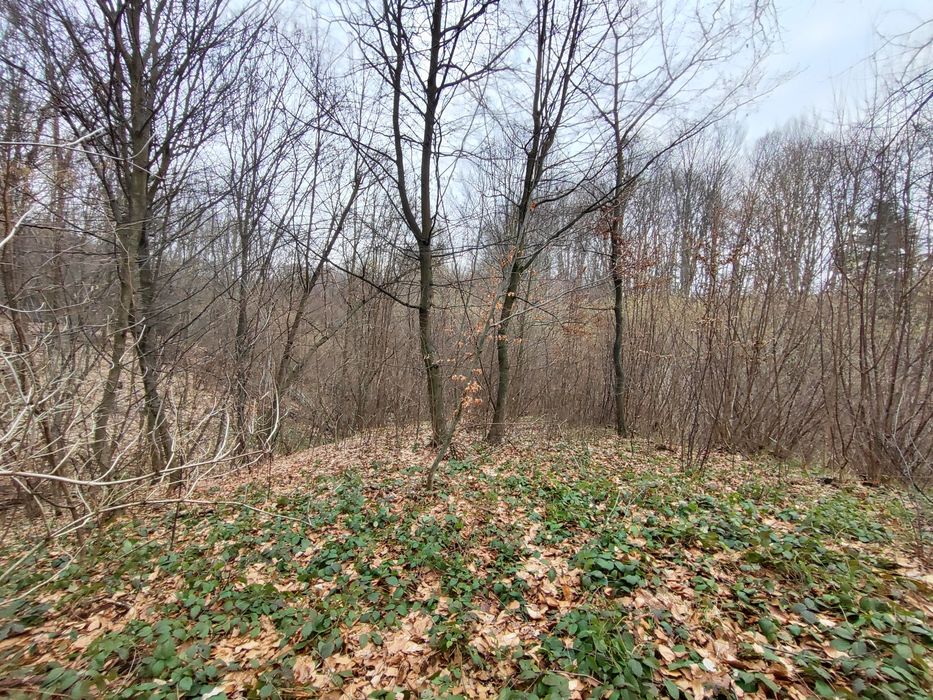 Las mieszany Jodłowa 28arów