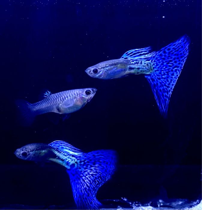 Gupik Blue Glass