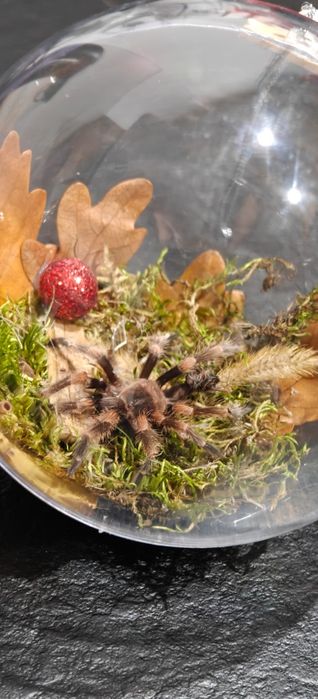 Bombka martwa natura pająk ptasznik brachypelma