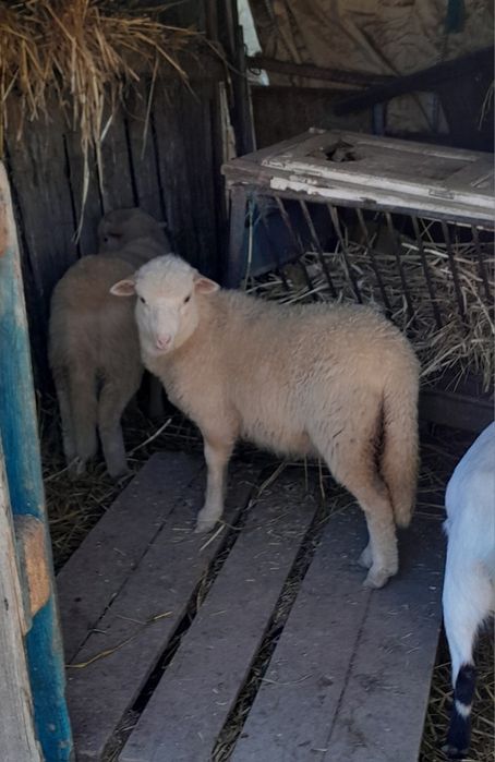 Borregas raça campaniça