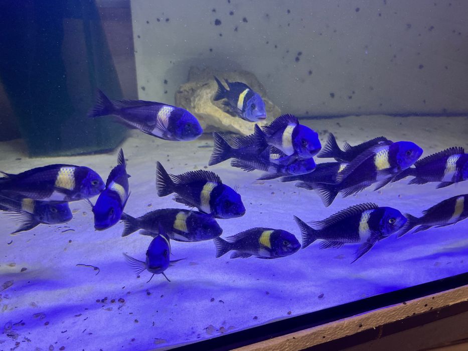 Tropheus Dubois Maswa! Zobacz