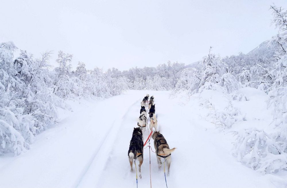 Шлея Non-Stop dogwear Nansen stick harness для mushing (машинг)