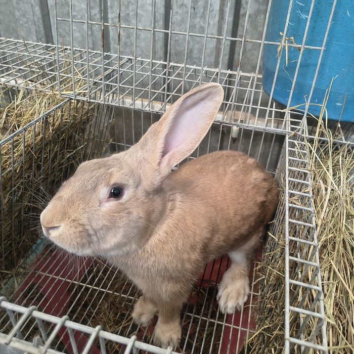 Coelhos para criação