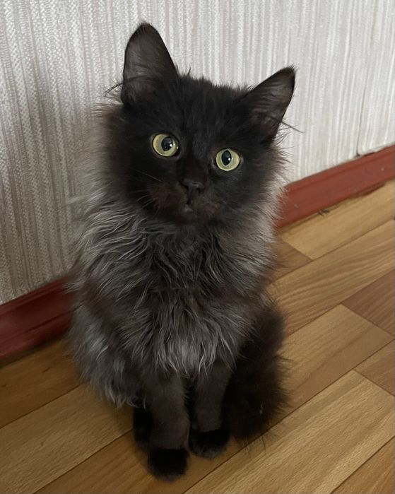 Віддам в добрі руки кішечку 7 місяців