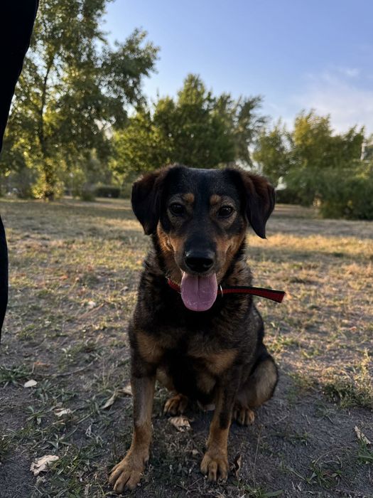 Собака дівчинка Черкаси, стерильна