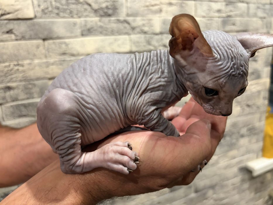 Сірий хлопчик , сфінкс