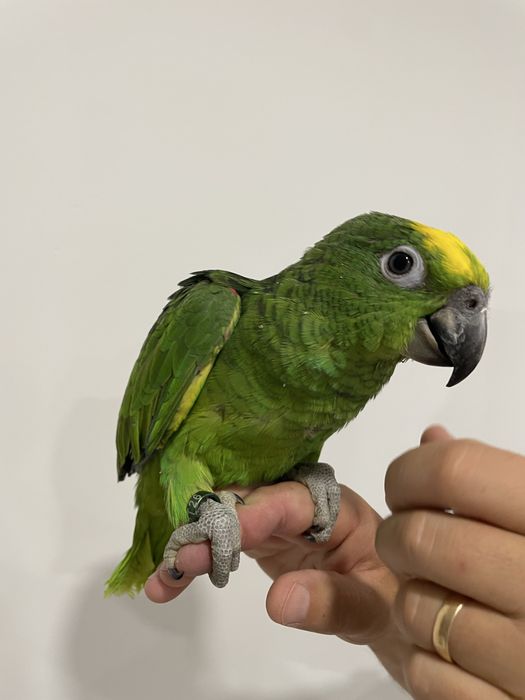 Papagaios amazonas ochrocephalas domesticados