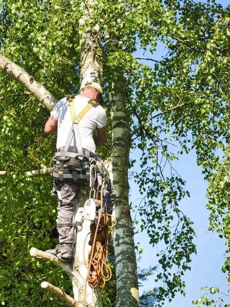 Послуги з догляду за територіями: спилювання дерев, подрібнення гілок,