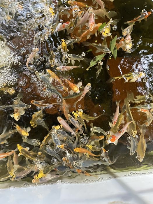 Carpas koi 7-15cm