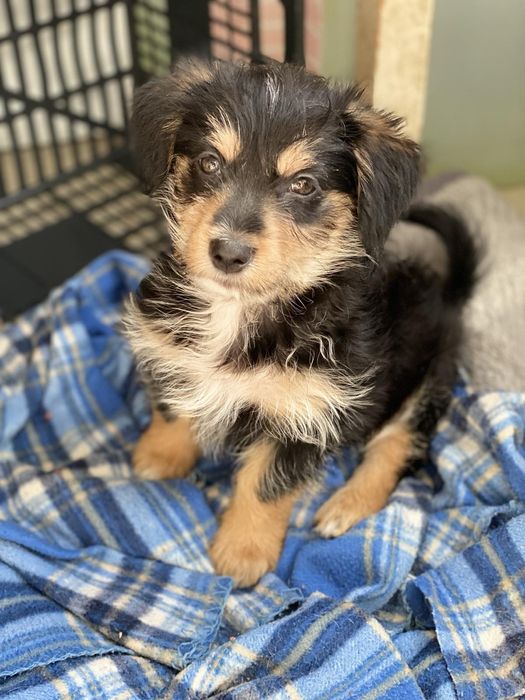 Віддам в добрі руки собачку