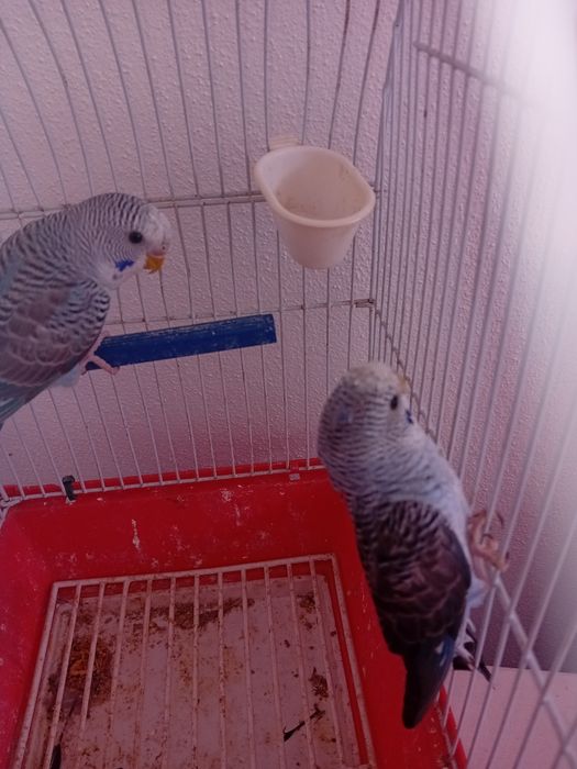 Para ceder  aves