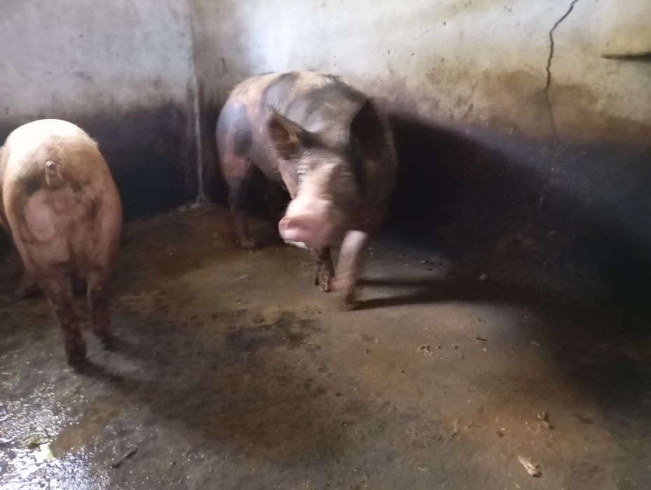 Porca bisara 2 anos