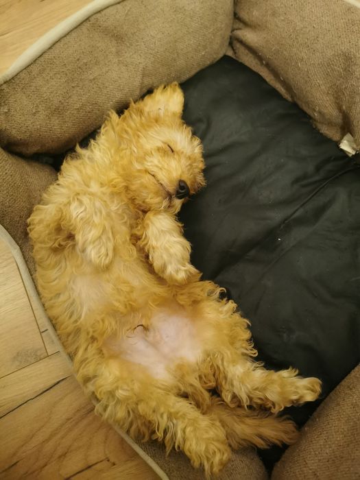 Piesek Bolek - pudel miniatura ZHPR UCI