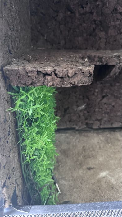 Terrarium Diversa czarne