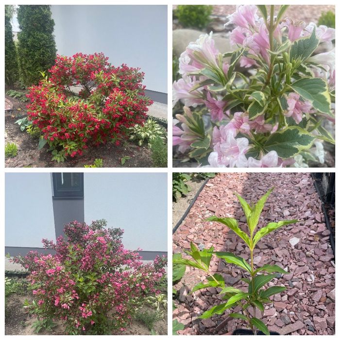 Вечнозеленые многолетники -иберис, гвоздика