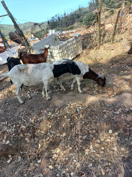 Vendo 2 cabras  cx Boer