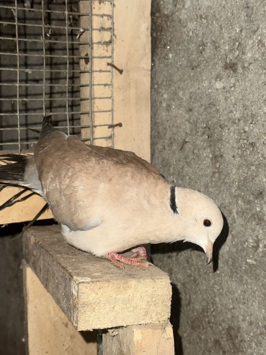 Rolas mansas de várias cores