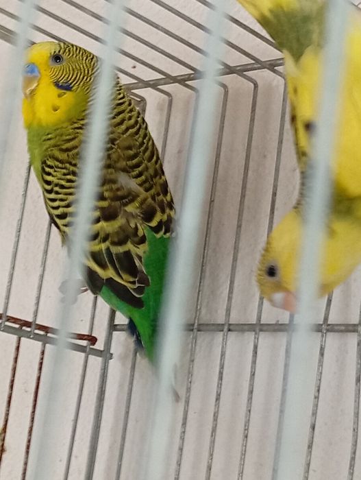 Piriquito macho...