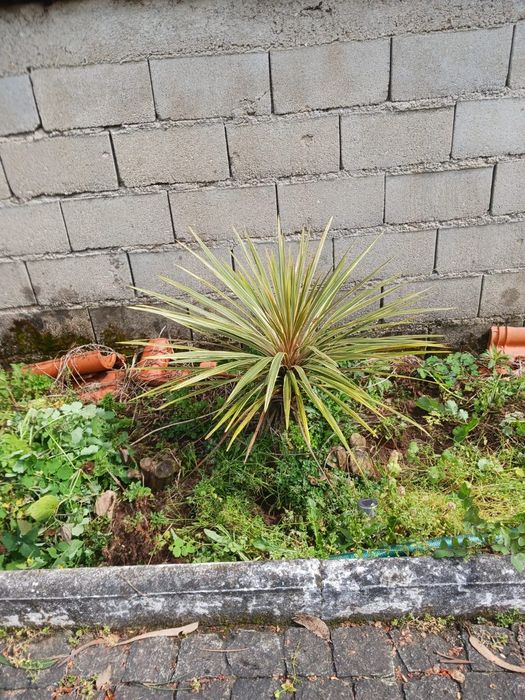 Plantas/Flores muita variedade