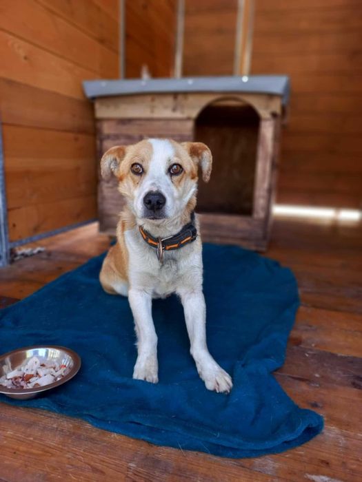 Kundelek River do adopcji
