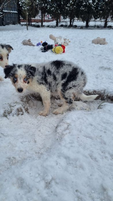 Border Collie piesek blue merle tricolor