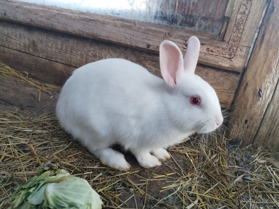 Króliki miniaturki