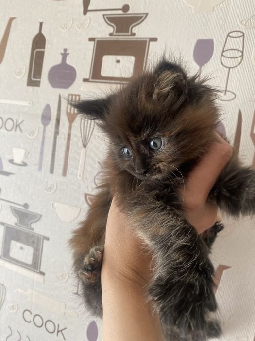 Котята мейн кун девочки