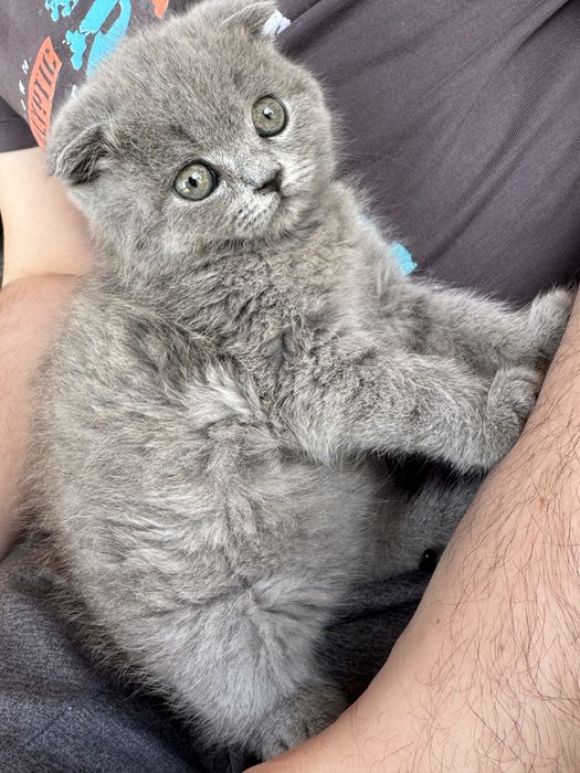 Продам британського котика