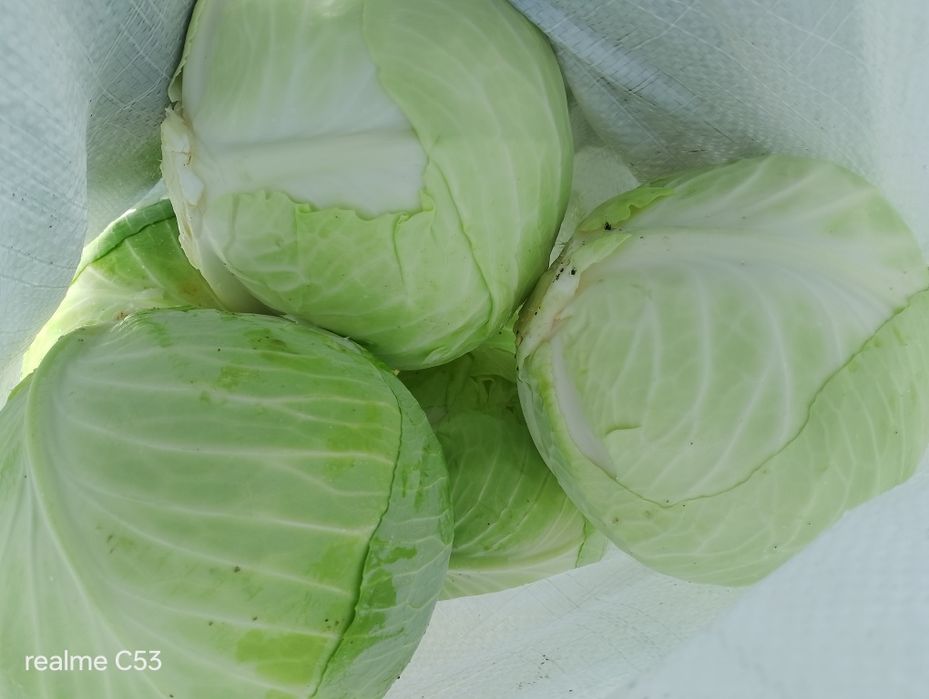Продам капусту Центуріон.агресор.. С.Чаплинка