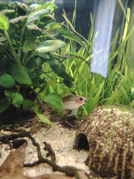 Apistogrammas eremnopige (raros)