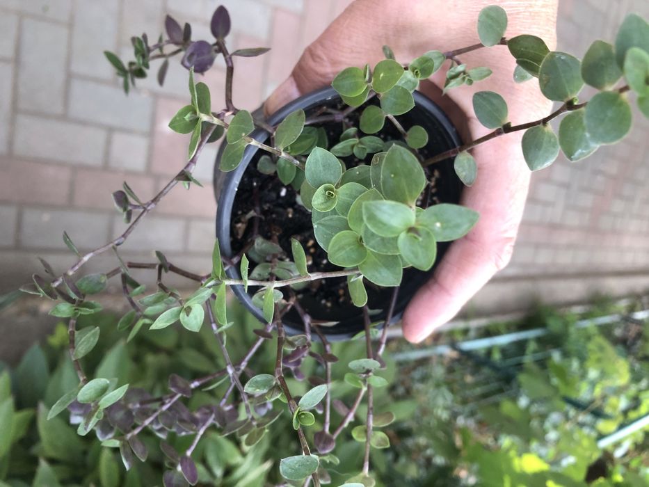 Кімнатні рослини, недорого.