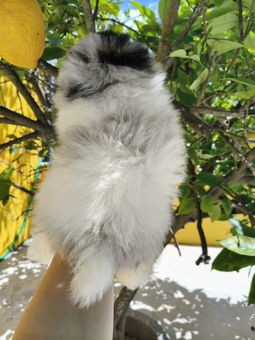 Spitz alemão Blue Merle