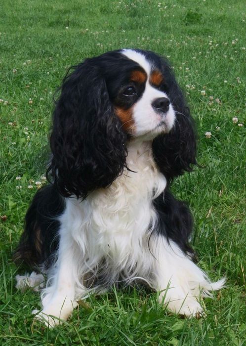 Cavalier king charles spaniel szczenię