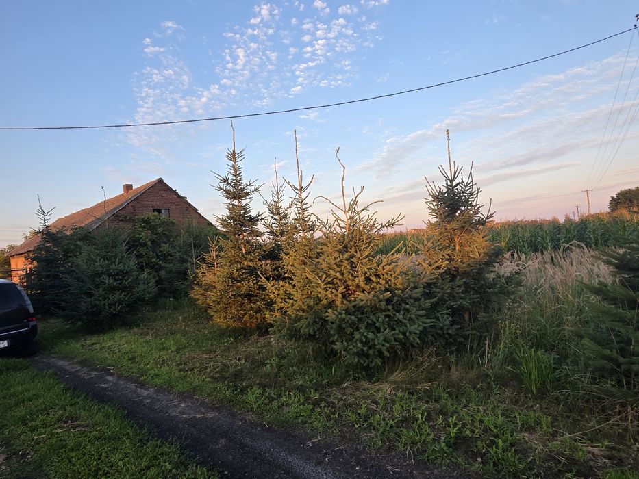 Dom – Mazew - Widok 5
