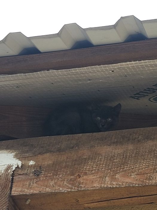 безкоштовно в добрі руки кошенятко котик кошеня котёнок