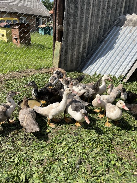 Продам каченят німецька лінія