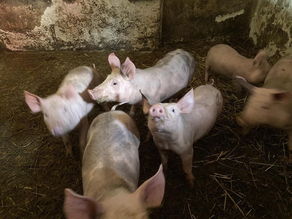 Продам поросята петрен чисті.