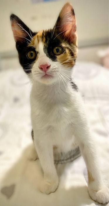 Котенок девочка в добрые руки