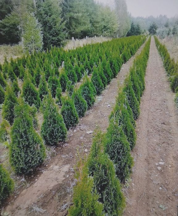 TUJA Szmaragd THUJA 80-160 cm.