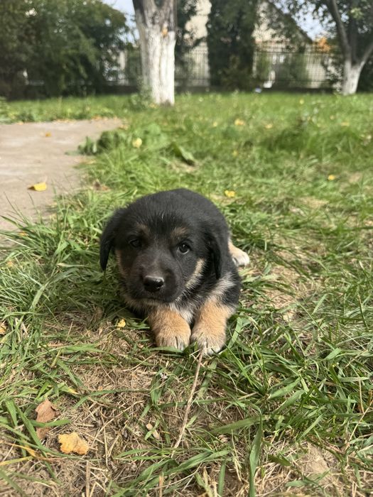 маленькі собаченята