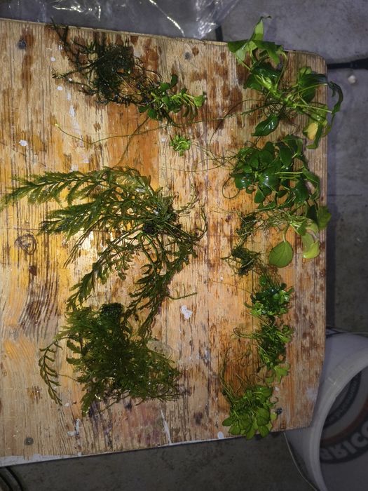 Zestaw roślin Anubias i Bolbitis