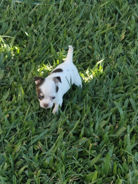 Fêmea Chihuahua mini