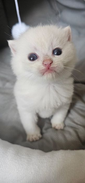 Британскі котенята