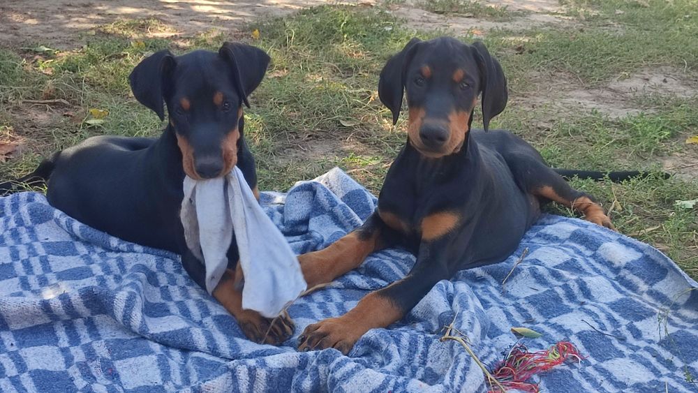 Доберман цуценята КСУ п-к Голден Пак