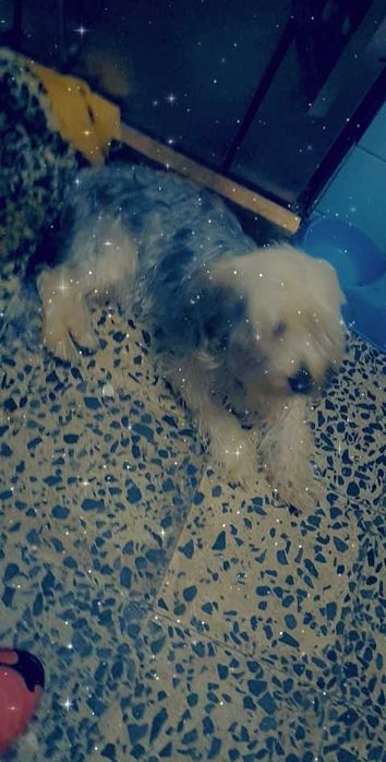 Dou Yorkshire macho