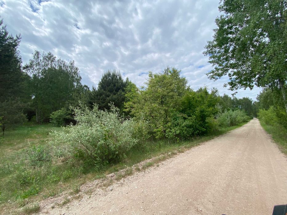 Działka leśna ze starym lasem 1,28ha