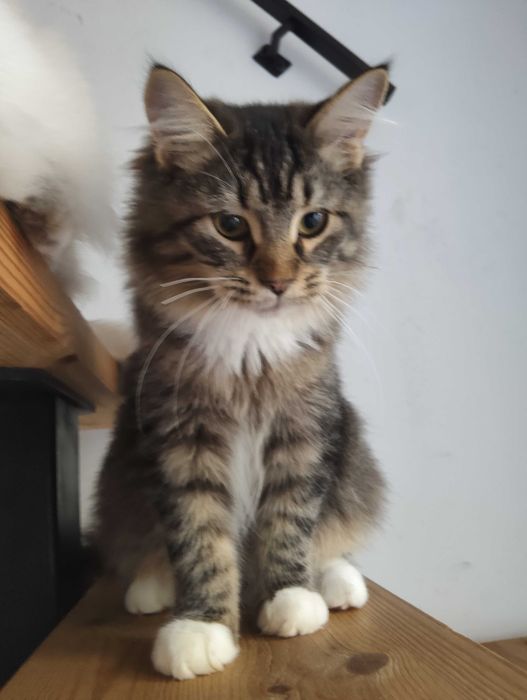 Kocurek Maine Coon Amik Tigre Gato *PL